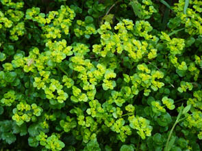 Chrysosplenium oppositifolium